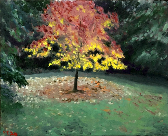 Maple Tree. 10"x12" (25x31cm) Oil/canvas - (Private collection)