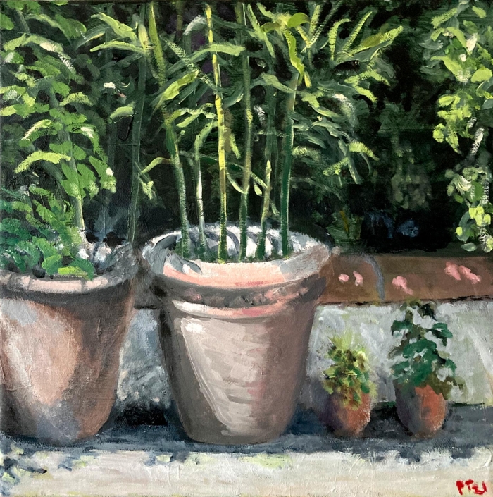 Bamboo in Pots. 12"x12” Oil/canvas (Private collection)