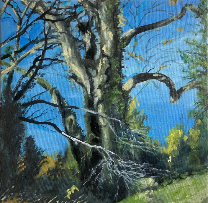 Lismore tree. 12x12” oil on canvas - £400
